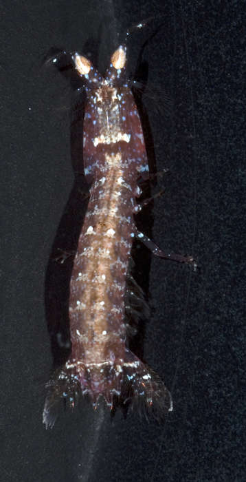 Image of <i>Gonodactylellus micronesicus</i>