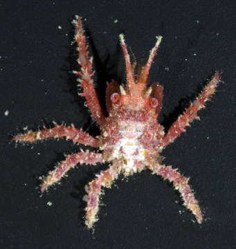 Image of Tylocarcinus dumerilii (H. Milne Edwards 1834)