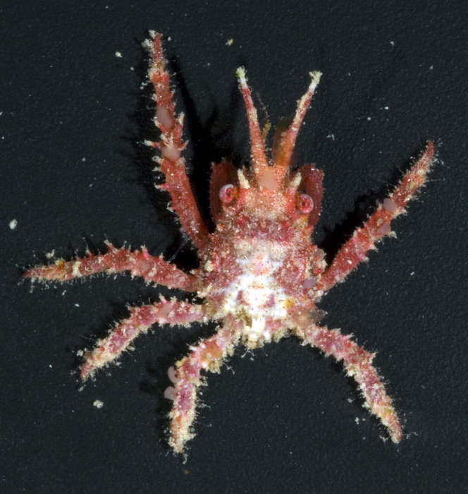 Image of Tylocarcinus dumerilii (H. Milne Edwards 1834)