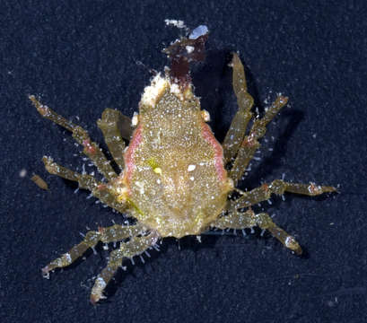 Image of <i>Menaethius orientalis</i>