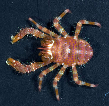 Image of <i>Sadayoshia edwardsii</i>