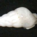 Image de Peasistilifer nitidula (Pease 1860)
