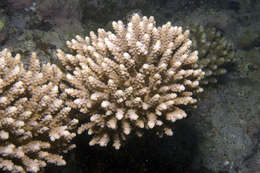 Image of Staghorn coral