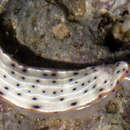Image of Hypselodoris bertschi Gosliner & R. F. Johnson 1999