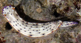 Sivun Hypselodoris Stimpson 1855 kuva