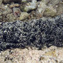 Image of Black sea cucumber