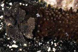 Image of Holothuria subgen. Mertensiothuria Deichmann 1958