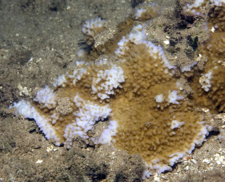 Image of pore coral