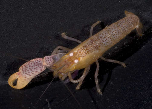 Image of coral snapping shrimp