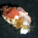 Image of Pygmaeopagurus hadrochirus McLaughlin 1986
