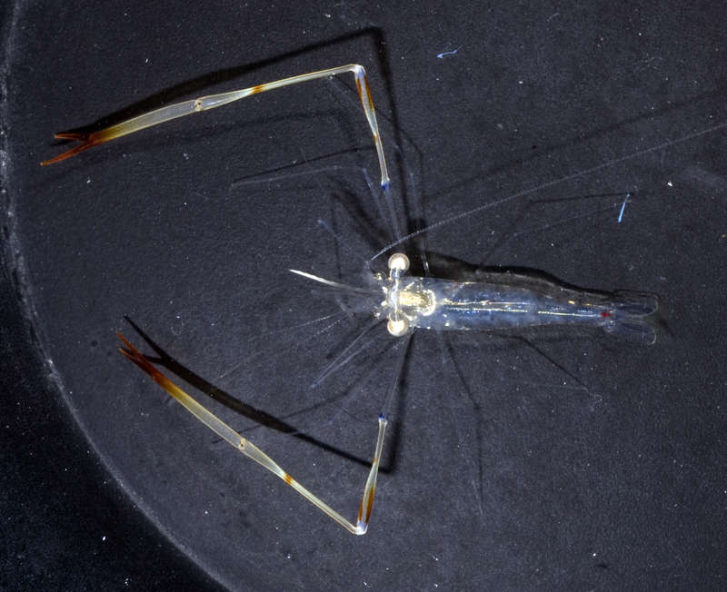 Image of Glass shrimp