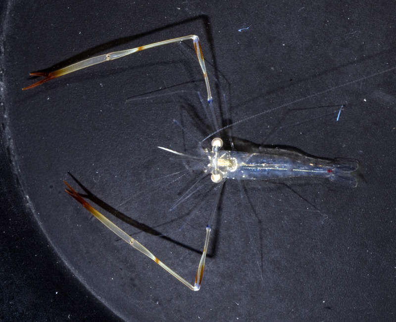 Image of Coral glass shrimp