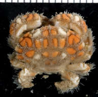 Image of <i>Paractaea rufopunctata</i>