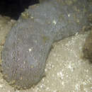 Image of Leopardfish