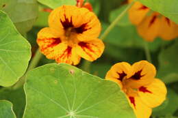 Image of nasturtium