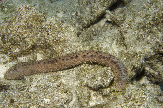 Imagem de Holothuria (Lessonothuria) verrucosa Selenka 1867