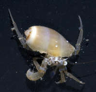 Image of <i>Pagurixus nomurai</i>