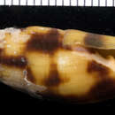 Image of Nebularia contracta (Swainson 1820)