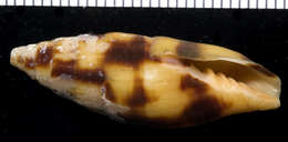 Nebularia contracta (Swainson 1820)的圖片