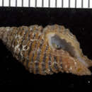 Image of <i>Cantharus pulchra</i>