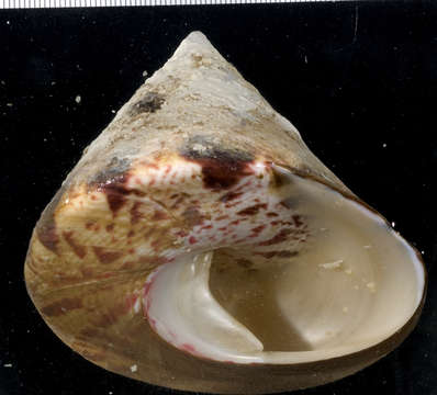 Image of Rochia Gray 1857
