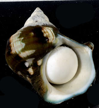 Image of turban snail