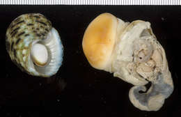 Image of turban snail