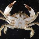 Image of narrowback mud crab