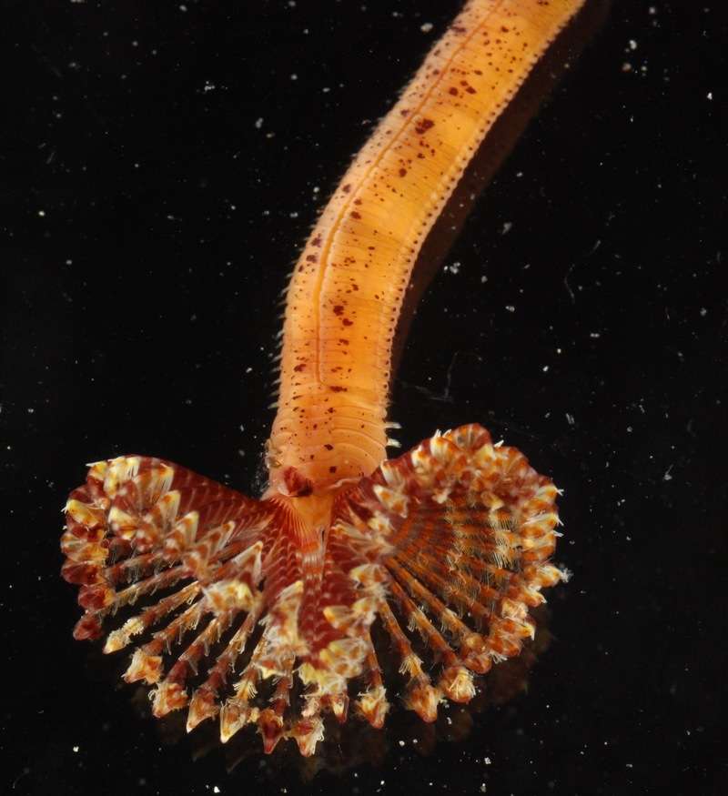 Image of Sedentaria