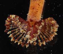 Image of Sedentaria