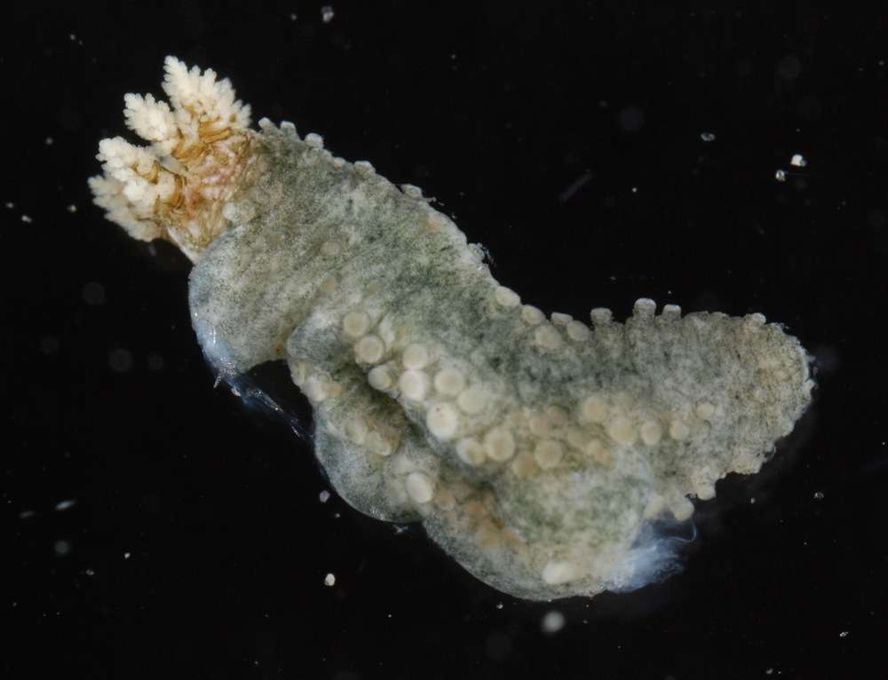 Image de Echinozoa