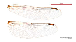 Image of Austroepigomphus gordoni (Watson 1962)
