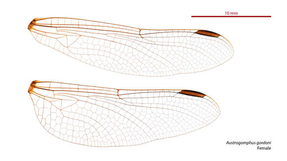 Image of Austroepigomphus gordoni (Watson 1962)