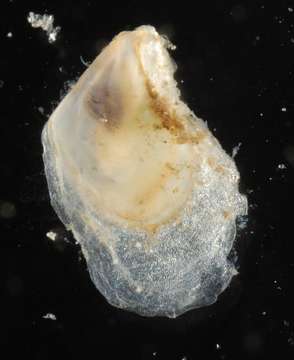 Image of Pterioidea Gray 1847