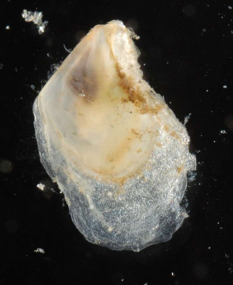 Image of Pterioidea Gray 1847