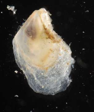 Слика од Pterioidea Gray 1847