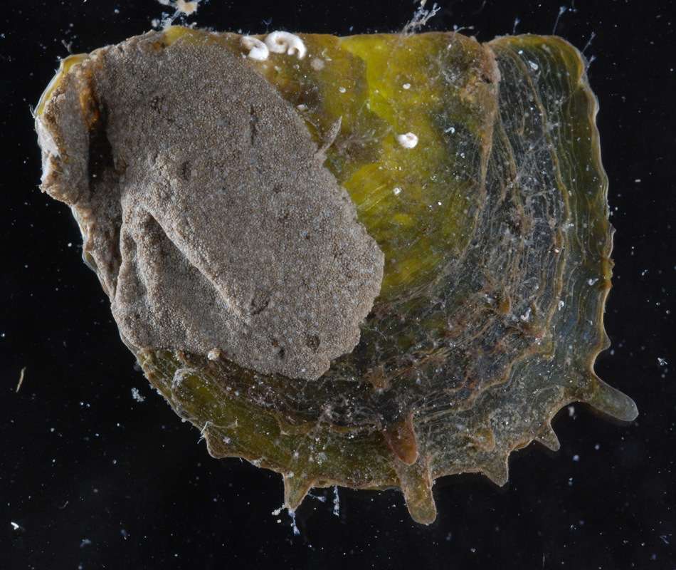 Image of Pterioidea Gray 1847