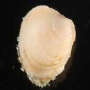 Image of cardita clams