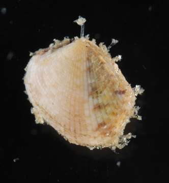 Image of Heterodonta