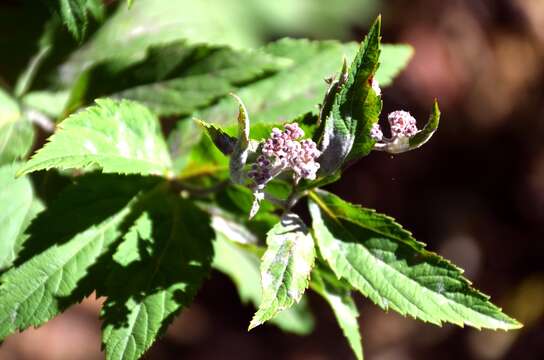 Слика од Spiraea salicifolia L.