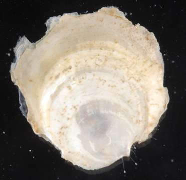 Image of jingle shells