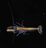 Image of Dirty sand goby shrimp