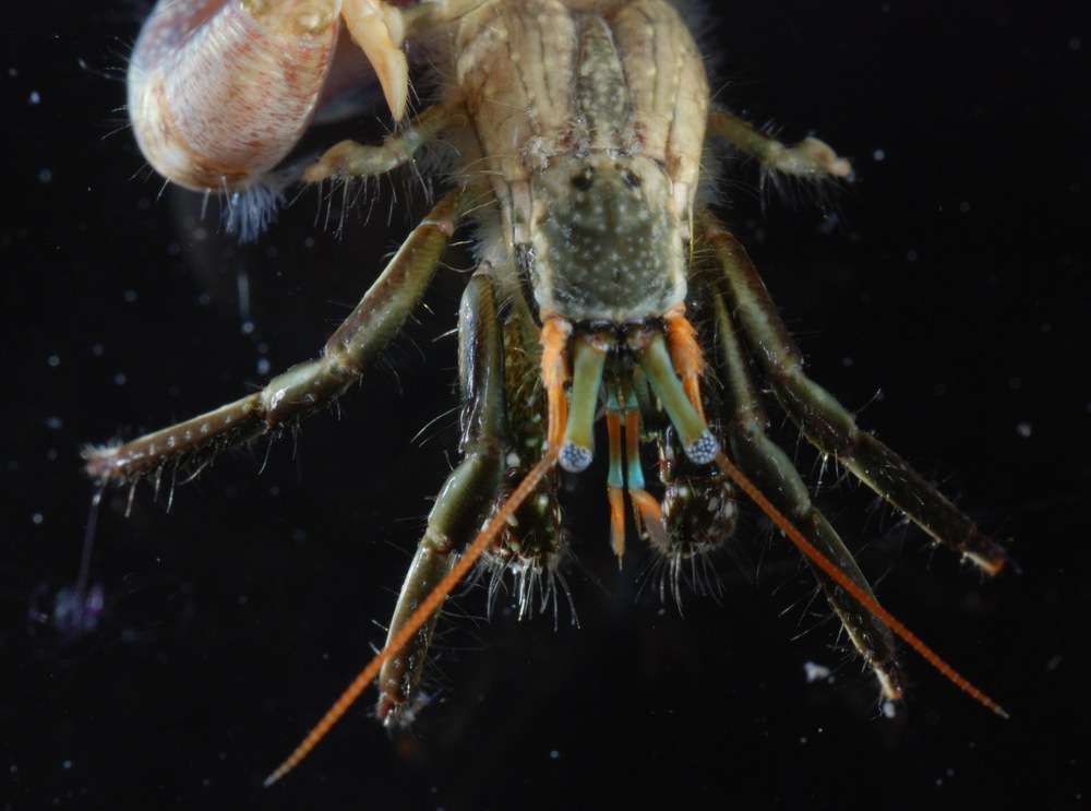 Image of Hermit Crabs and Mole Crabs