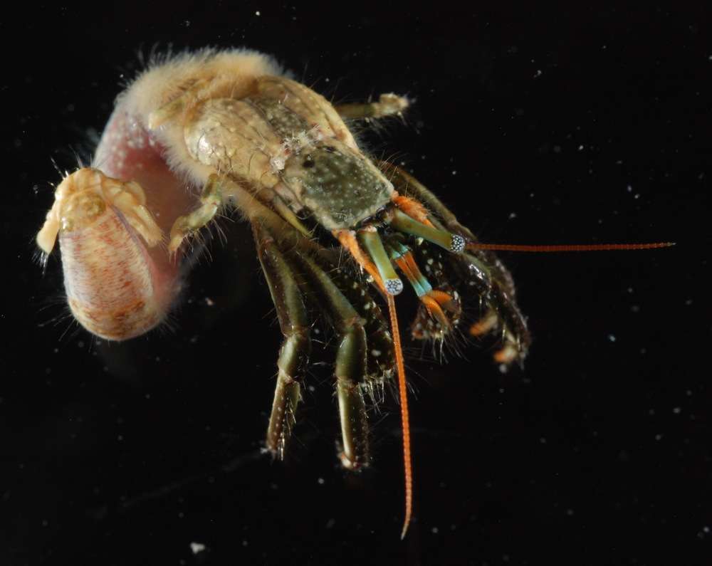 Image of Hermit Crabs and Mole Crabs