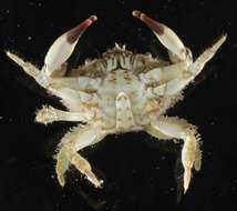 Image of mud crabs