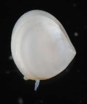 Image of molluscs