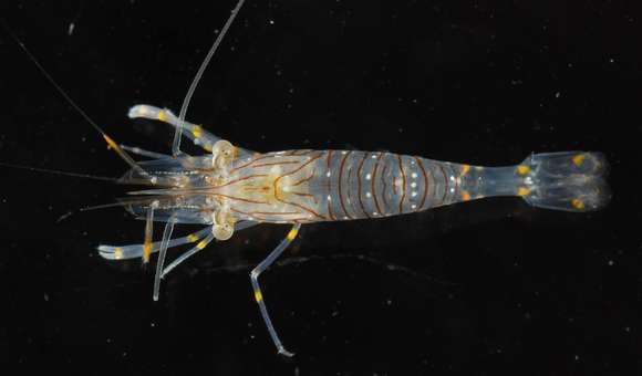 Image of Alpheoidea Rafinesque 1815