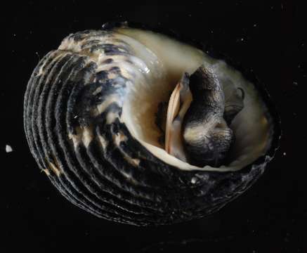 Image of Cycloneritimorpha