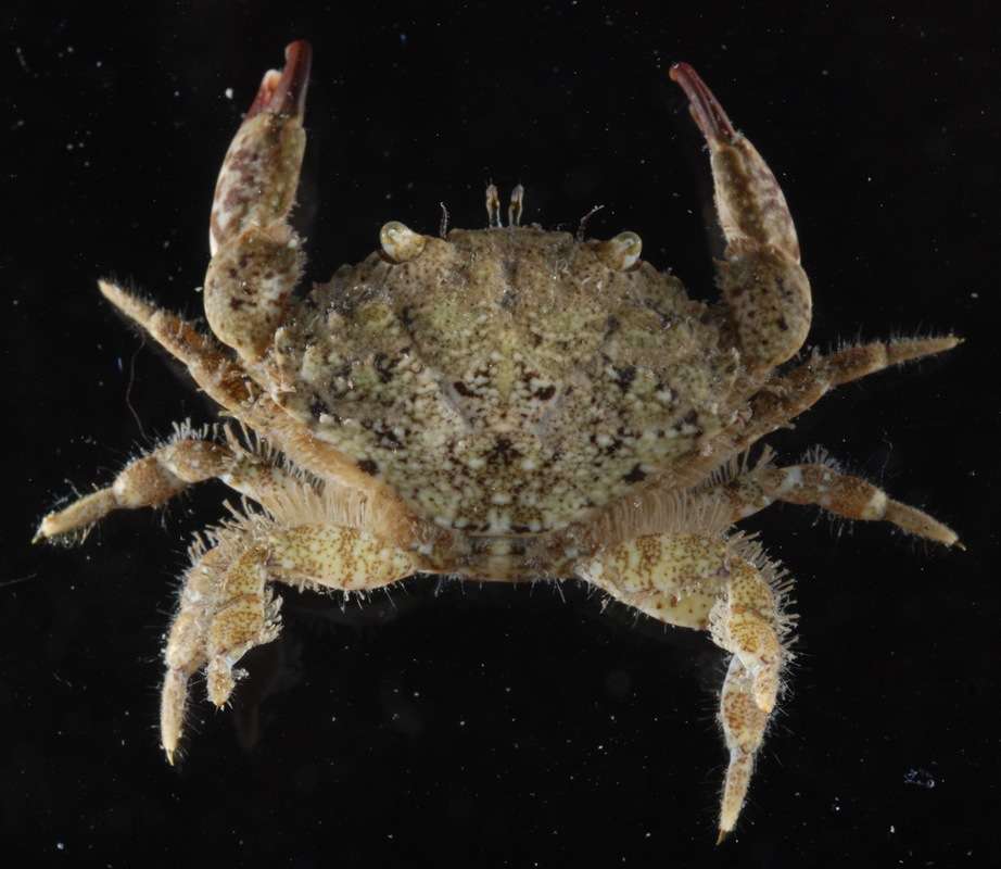 Image of mud crabs