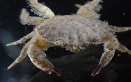 Image of mud crabs